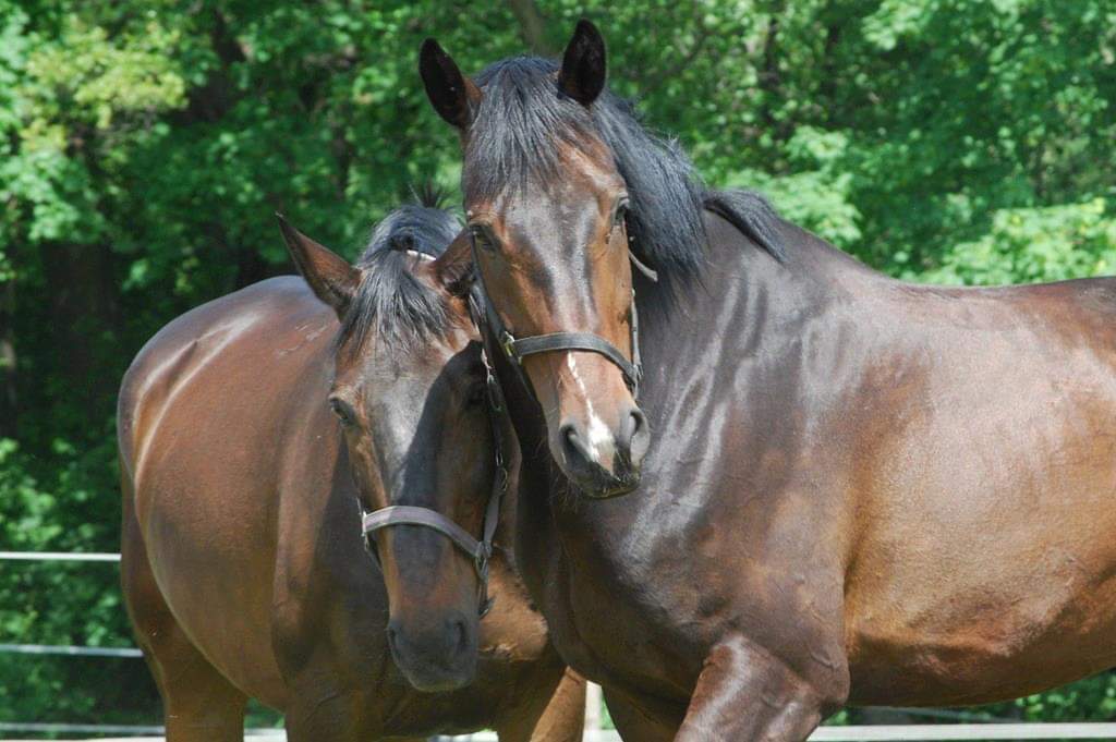 Warsztaty Horse Assisted Education z końmi prowadzone przez Ksenię Samsel