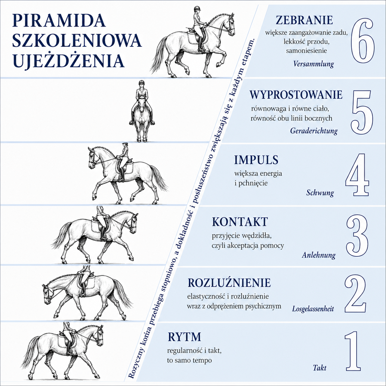 Piramida ujeżdżeniowa — skala wyszkolenia konia